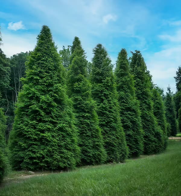 Green Giant Arborvitaes Installed with Prep Edge and Mulching in NJ