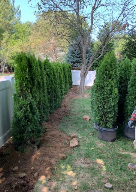 Green Giant Arborvitae Installation in NJ - Image 1