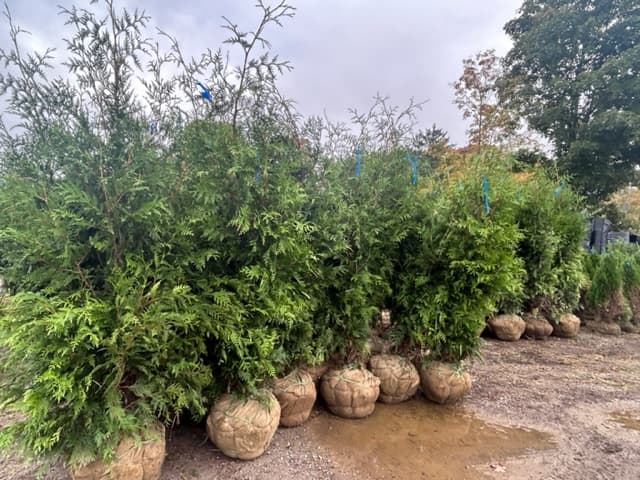 Green Giant Arborvitae Installation in NJ - Image 11