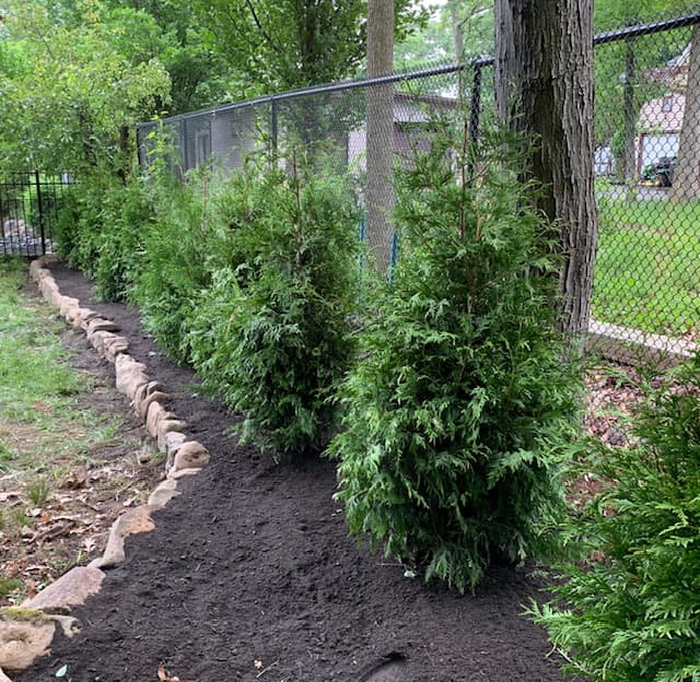 Green Giant Arborvitae Installation in NJ - Image 13