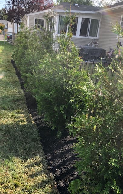 Green Giant Arborvitae Installation in NJ - Image 14