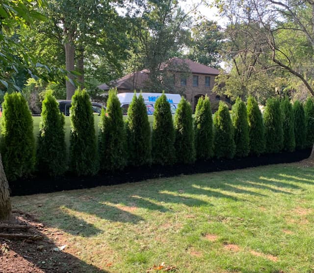 Green Giant Arborvitae Installation in NJ - Image 17