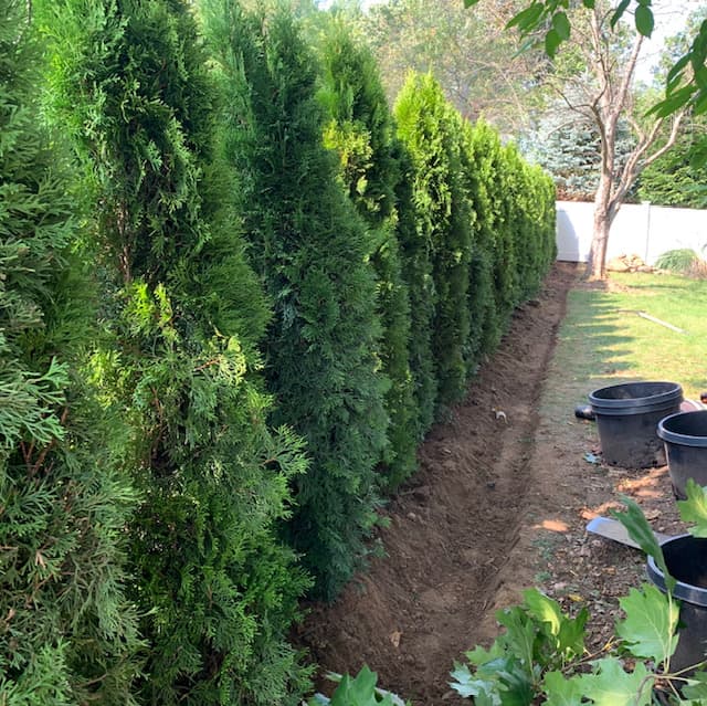 Green Giant Arborvitae Installation in NJ - Image 18