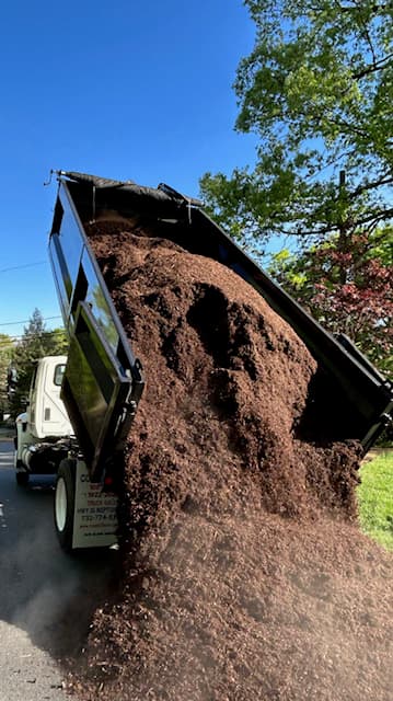 Green Giant Arborvitae Installation in NJ - Image 7